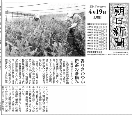 2014年4/19朝日新聞で吉野園の新茶初摘みが紹介
