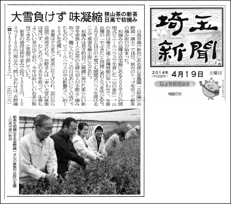 2014年4/19埼玉新聞で吉野園の新茶初摘みが紹介