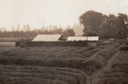 当時の茶畑